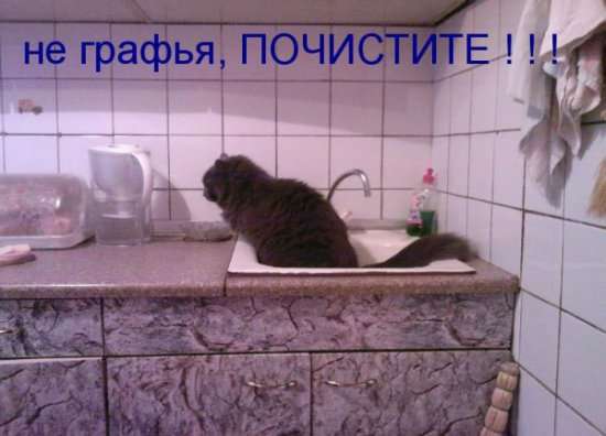 1311327344_1311288806_kotopomatricy (550x396, 24Kb)