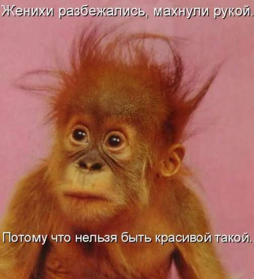 1311327236_1311288790_kotopomatricy-23 (502x550, 24Kb)