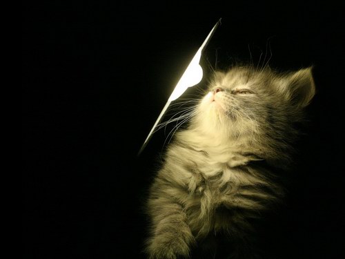 3856133_WallsFunnyCatsPack14_07 (500x375, 22Kb)