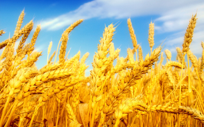 wheat-field-landscape-picture_1920x1200_79596 (700x437, 151Kb)