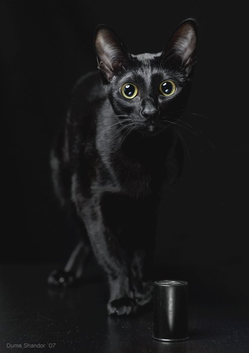 4059800_Black_cat_7_koteiko_ru (494x700, 24Kb)