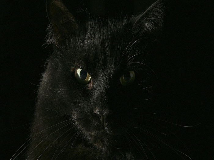 4059800_Black_cat_21_koteiko_ru (700x525, 108Kb)