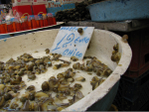 IMG_0457 (700x525, 464Kb)