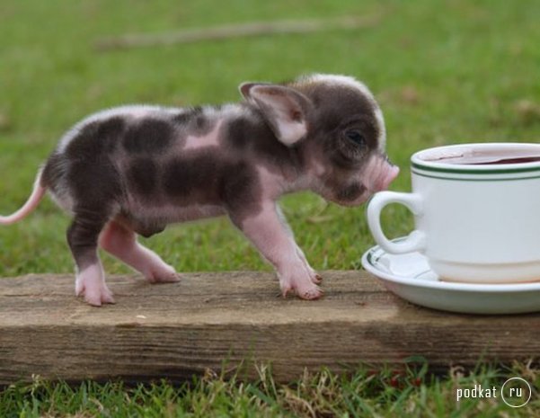 1210160410_005_mini_pig (601x465, 45Kb)