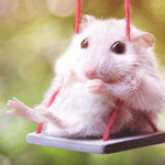 2120684_hamster (150x150, 38Kb)
