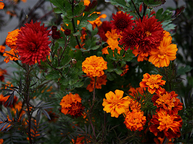 3241851_annapurnatimangflowers (670x502, 112Kb)