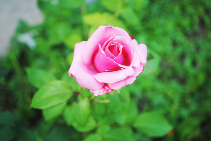 DSC_0803 (700x468, 82Kb)