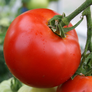 pomidor (300x300, 81Kb)