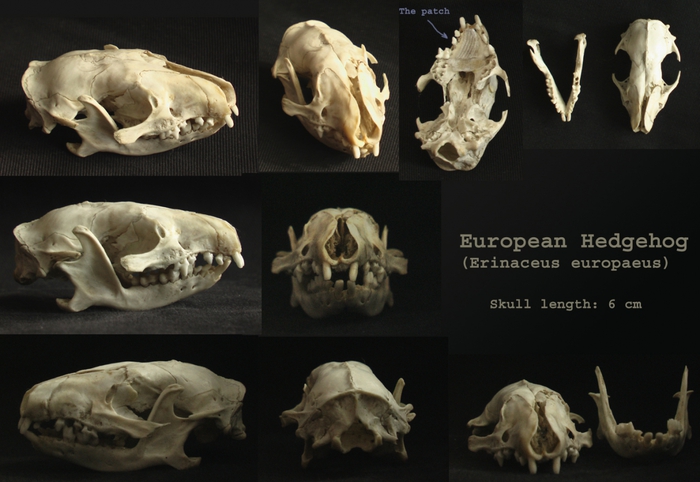 1476296_igelskull (700x482, 219Kb)