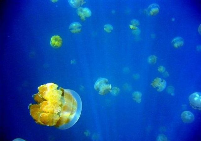 Jellyfish-Lake_019 (640x451, 30Kb)