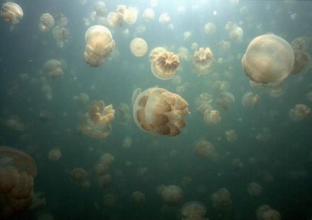 Jellyfish-Lake_006 (640x453, 32Kb)