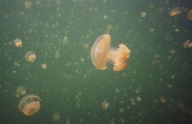 Jellyfish-Lake_018 (640x412, 36Kb)