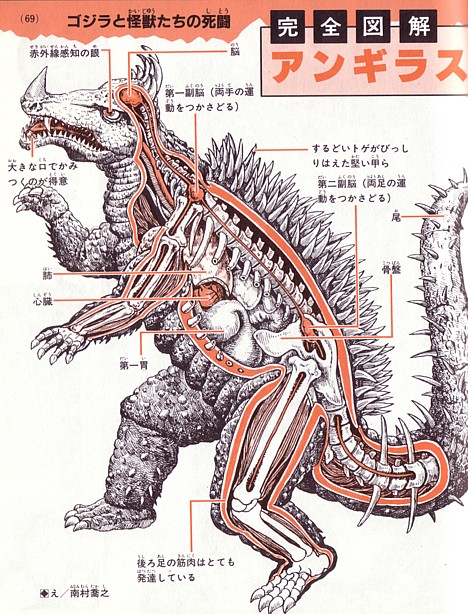 anatomy-anguiras (468x614, 141Kb)