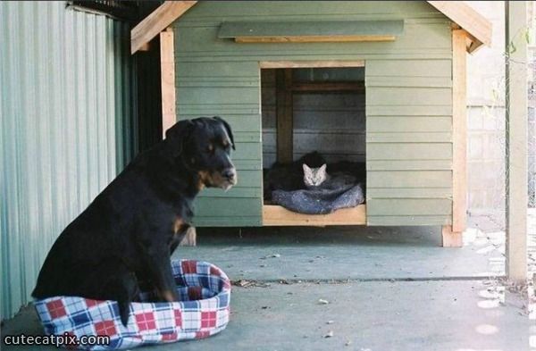 Cutecatpictures-cat_And_Dog_Trade (600x393, 47Kb)