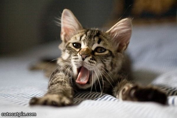 Cutecatpictures-not_Getting_Up (600x401, 39Kb)