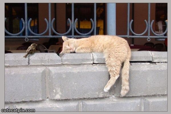Cutecatpictures-so_Tired (600x400, 52Kb)