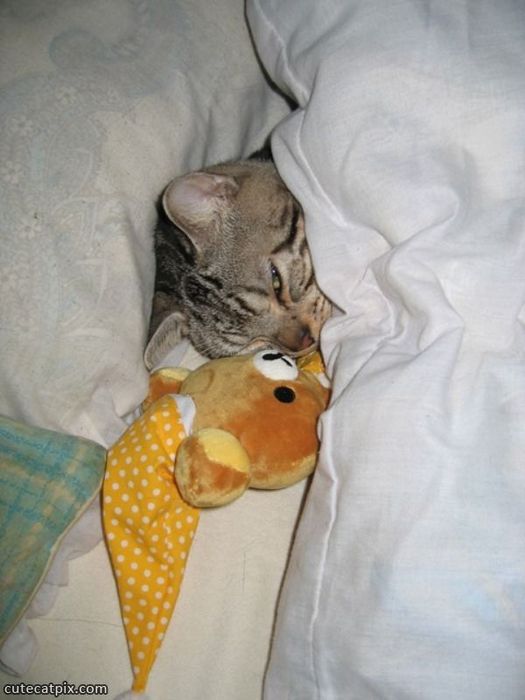 Cutecatpictures-under_The_Blankets (525x700, 44Kb)