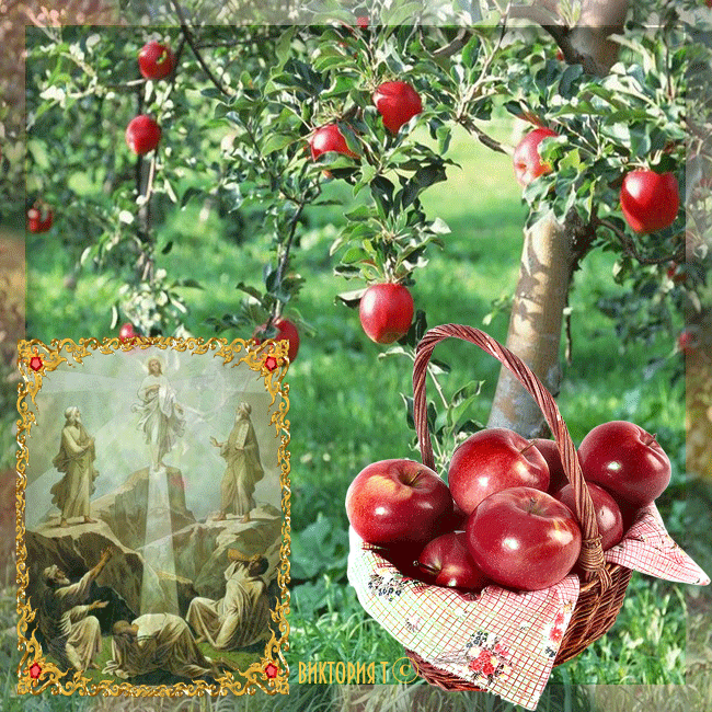 Яблочный спас краткий пересказ. Яблоня гифка. Гифки яблоня с яблоками. Падающее яблоко. Гифка сад яблочный.