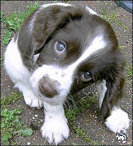 1271768866_puppydogeyes (265x291, 33Kb)