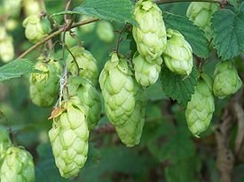 275px-Humulus_lupulus (275x206, 15Kb)