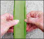 splitting-flax-leaf (150x133, 6Kb)