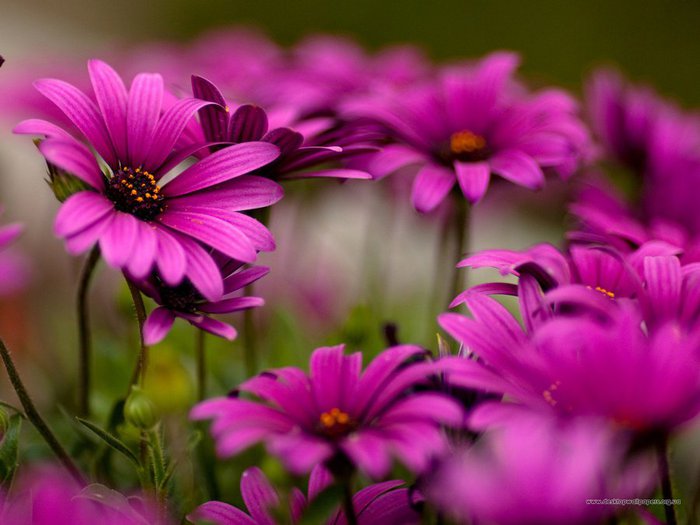 22631465_purple-daisies-1600-1200-5238 (700x525, 56Kb)