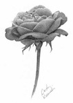 Превью flower-7-low (274x385, 7Kb)