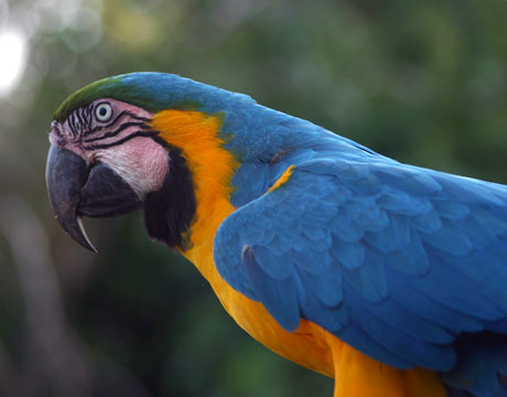 blue-yellow-macaw-de (460x360, 44Kb)