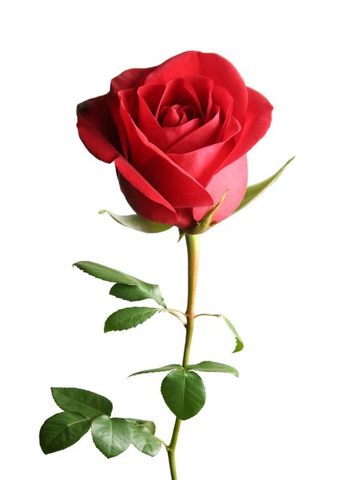 saint-valentin-rose (490x700, 36Kb)