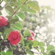 av_rose2 (110x110, 75Kb)