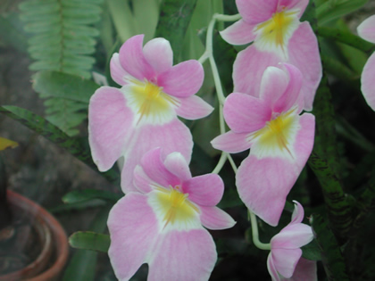 MILTONIA_HYBRIDE_1 (420x315, 50Kb)