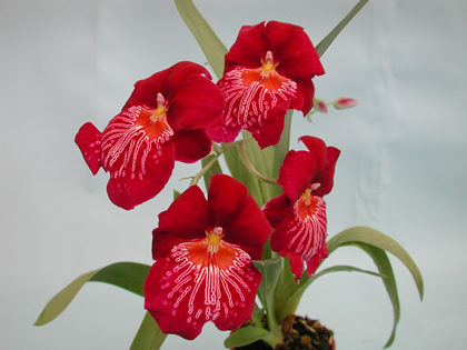 MILTONIA_WASSERFALL (420x315, 52Kb)