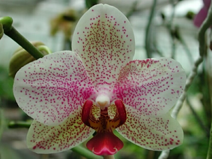 PHALAENOPSIS_HYBRIDE_26 (420x315, 58Kb)