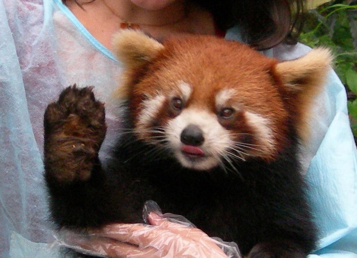 1253266176_red_panda_face (700x506, 105Kb)