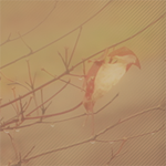      (150x150, 35Kb)