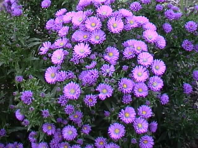 aster1 (640x480, 70Kb)