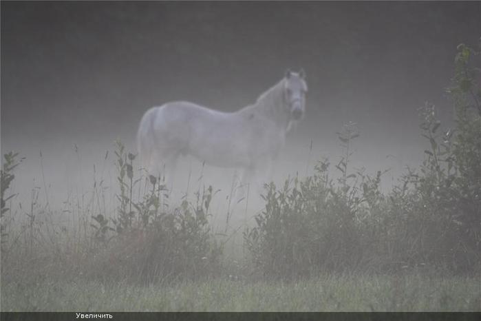 Horse (700x466, 23Kb)