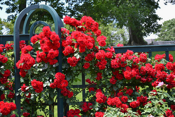 In the Peggy Rockefeller Rose Garden  Flickr - Photo Sharing! (700x469, 894Kb)