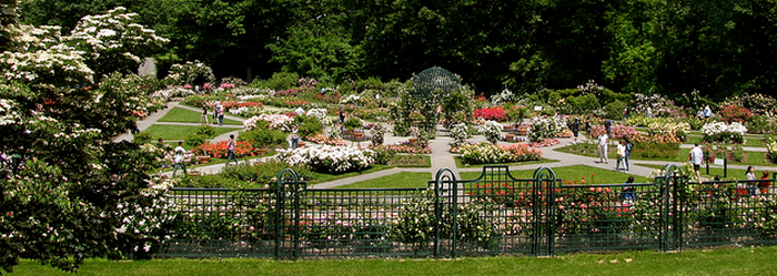 peggy rockefeller rose garden  Flickr - Photo Sharing! (700x249, 435Kb)