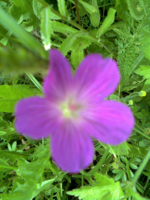 034 (525x700, 61Kb)