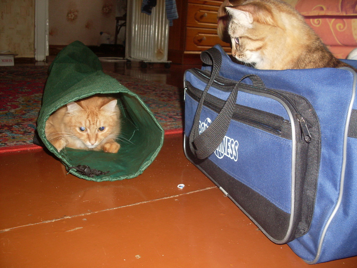 SDC11601 (700x525, 219Kb)