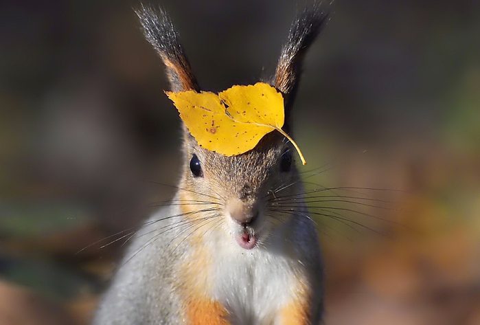 My new autumn hat. Photographer OlgaD (700x473, 102Kb)