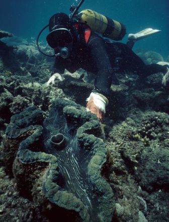 diver-with-giant-clam-gahan_18478_600x450 (336x442, 35Kb)
