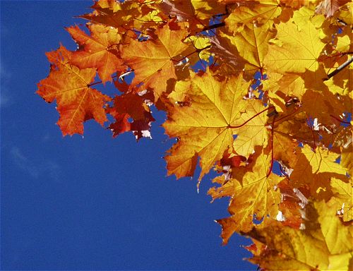  2 (500x384, 47Kb)