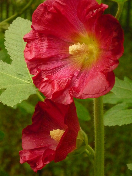 3484930_P1030544 (525x700, 145Kb)