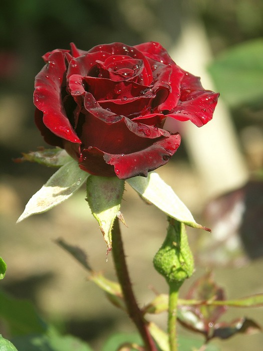 Роза 30 см фото