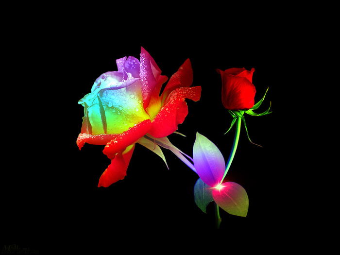 Flower wallpaper Creative-2010 Digital Art By Mrm (700x525, 80Kb)