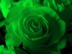  green_rose_closeup (700x525, 22Kb)