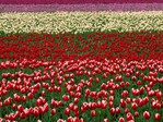  tulip-field--skagit-valley-tulip-festival--washington (700x525, 194Kb)