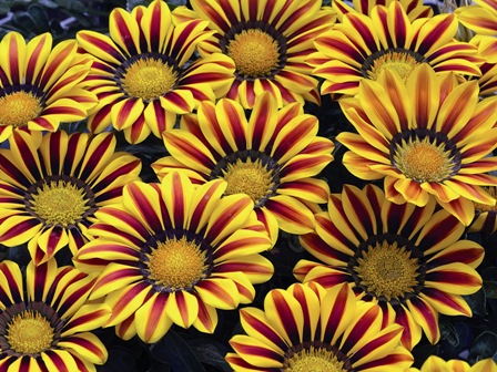 014Gazania Big Kiss Yellow Flame (448x336, 129Kb)